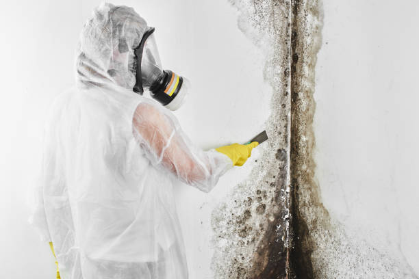 Best Attic Mold Removal  in Manhasset, NY